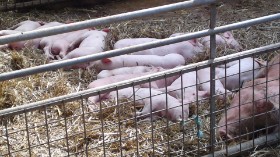 die  Schweine vom Bauern